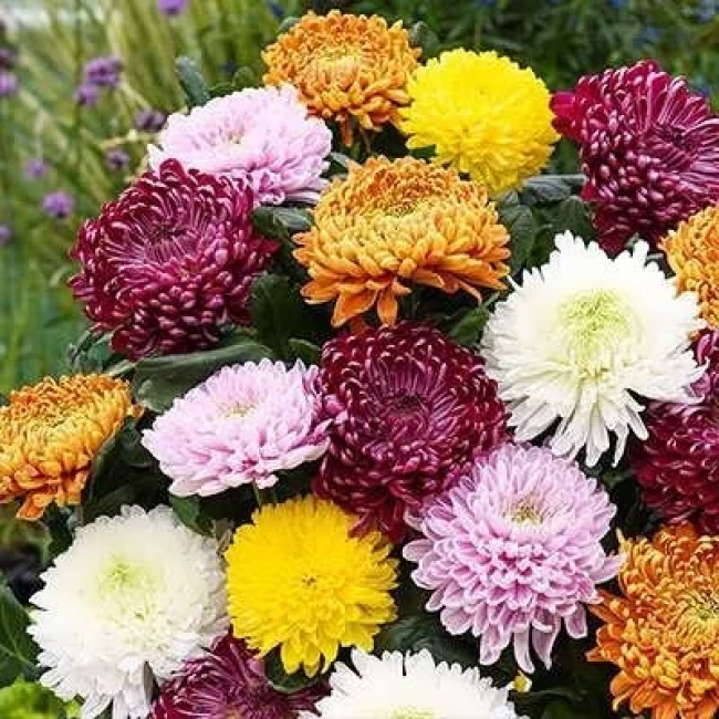 بذر گل داوودی پاکوتاه بسیار پرگل الوان 1 گرمی