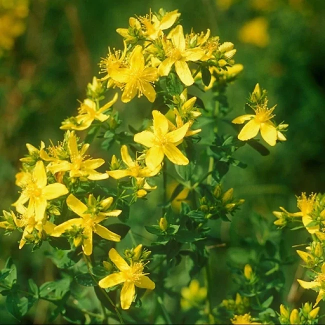 بذر علف چای پرفراتوم 1 گرم 