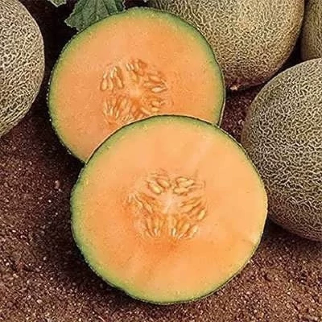 بذر خربزه جانا عسلی 10 عددی