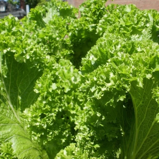 بذر خردل جنوبی کوچک 30 عددی 