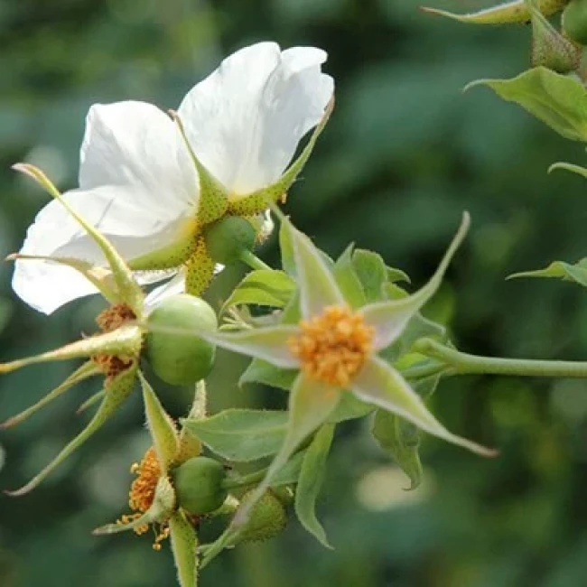 بذر رز سفید وحشی 10 عددی