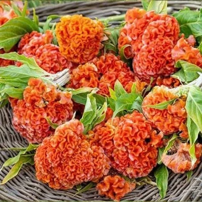 بذر گل تاج خروس چتری چند شاخه پامتوسط نارنجی 1 گرمی