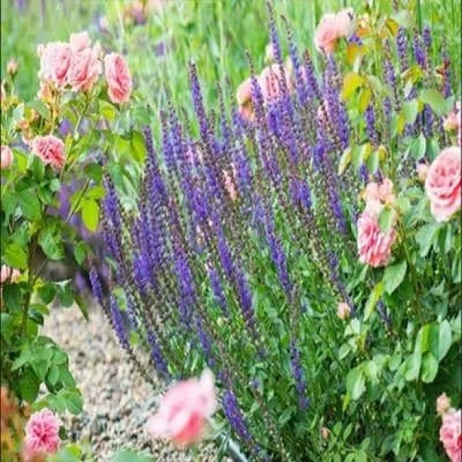 بذر گل سلوی (مریم گلی) پابلند گلریز پرگل الوان 1 گرمی