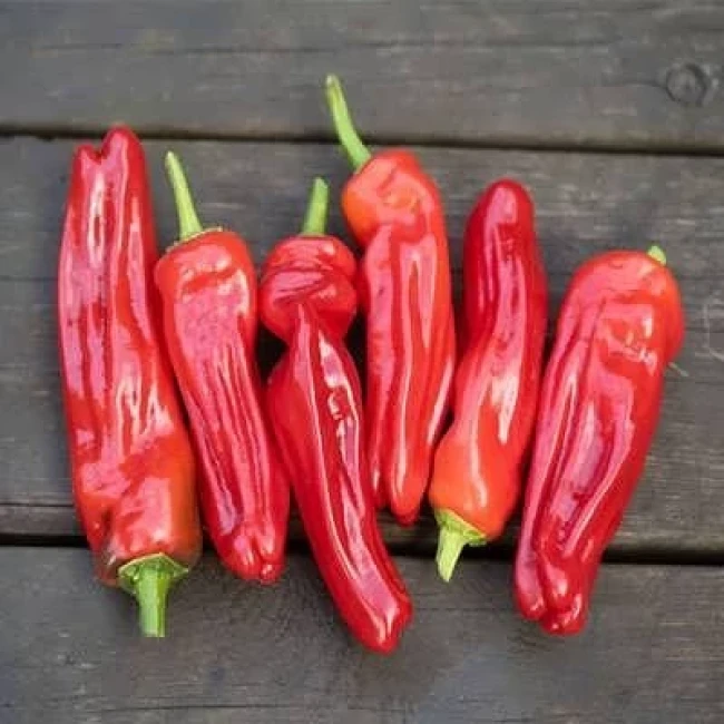 بذر فلفل پاپریکا قرمز 25 عددی