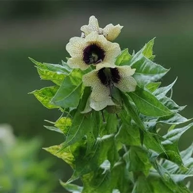 بذر بنگدانه خشن 10 عددی