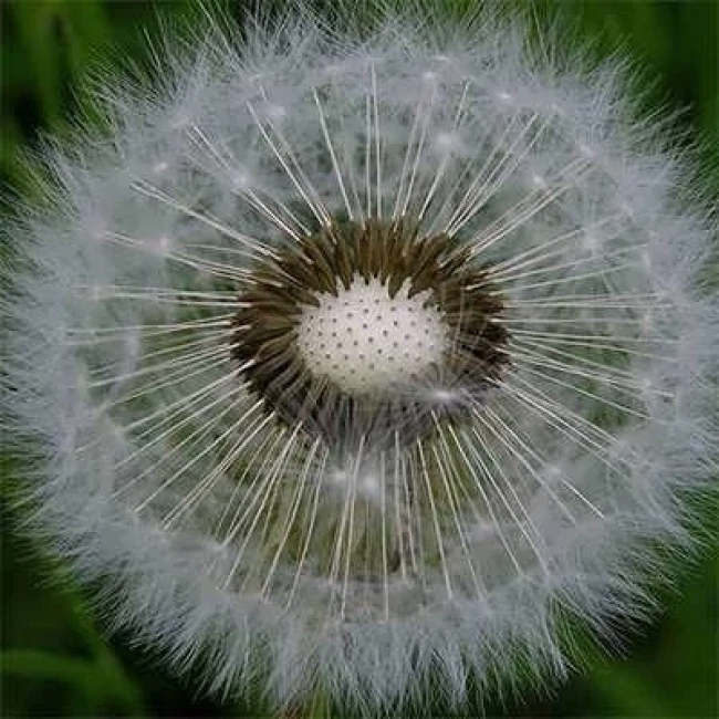 بذر قاصدک 10 عددی