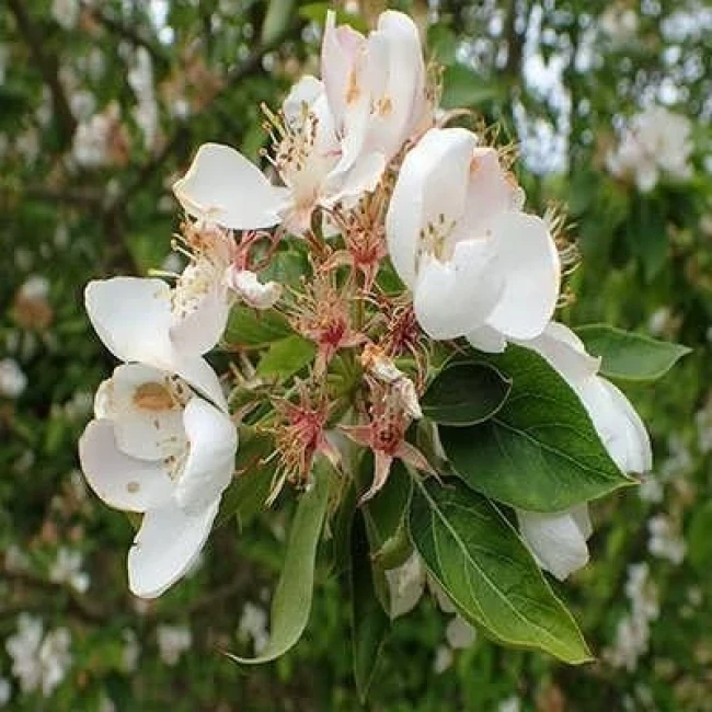 بذر سیب چینی 5 عددی
