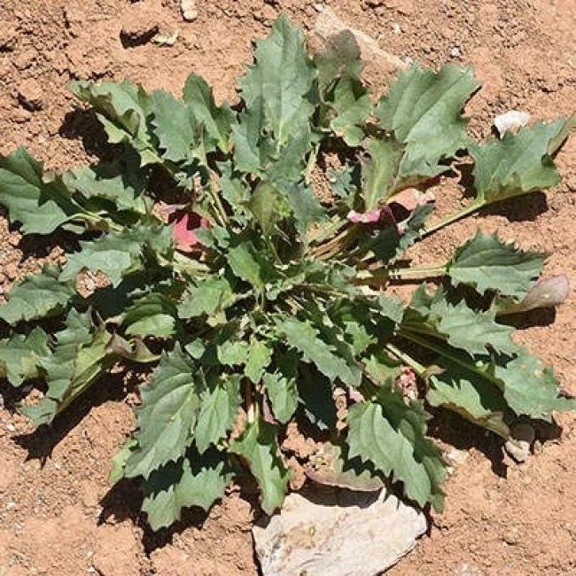 بذر سلمک توت گنجشکی 10 عددی