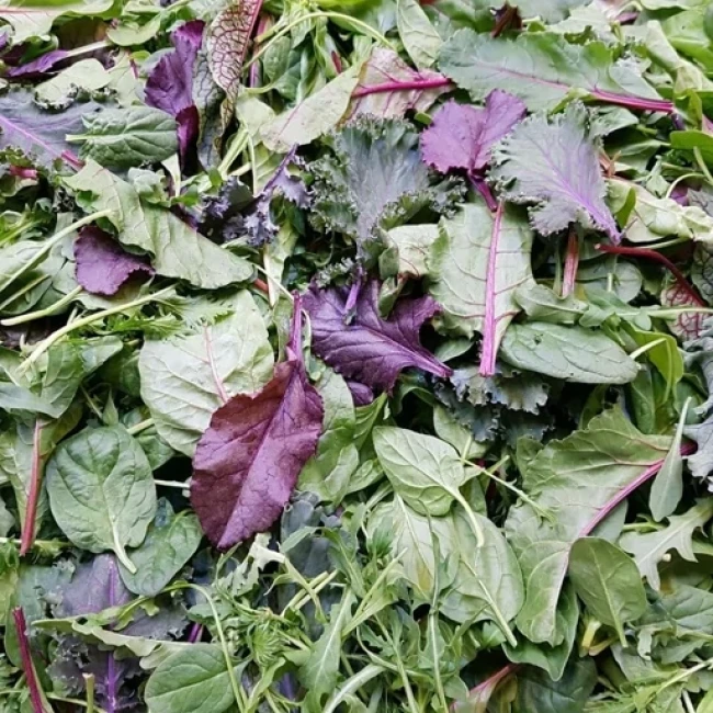 بذر سبزی سالادی میکس 100 گرم 