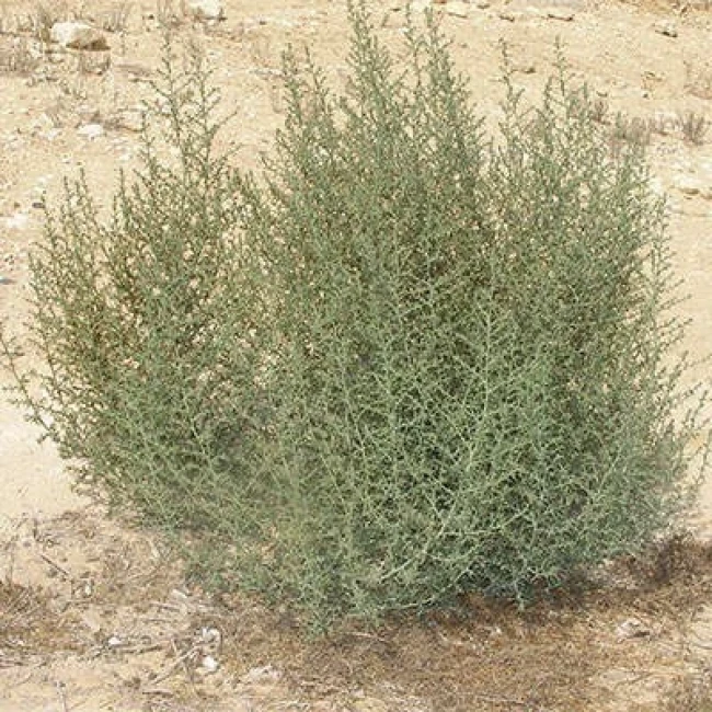 بذر پشمالو 10 عددی