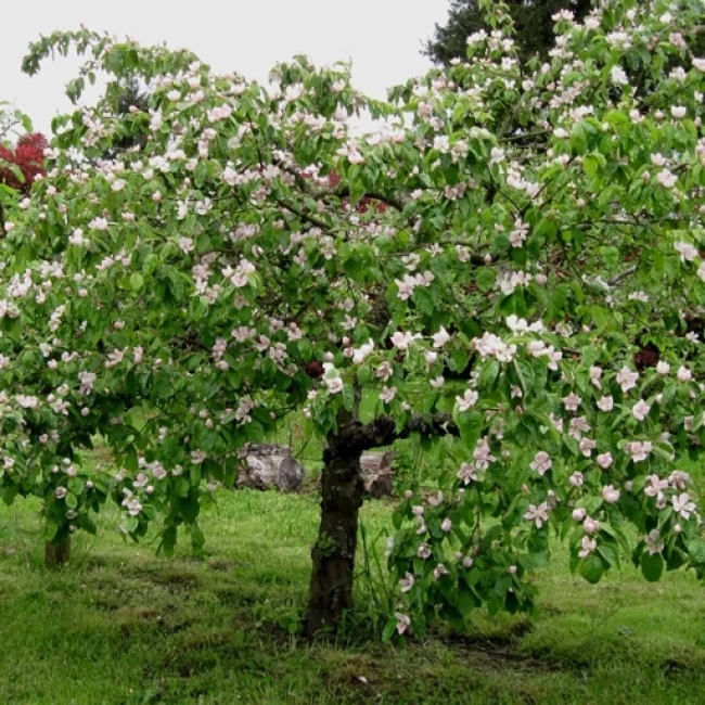 بذر درخت به 10 عددی 