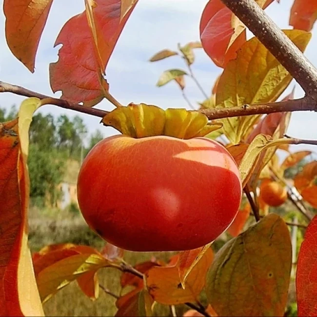 بذر خرمالو 10 عددی 