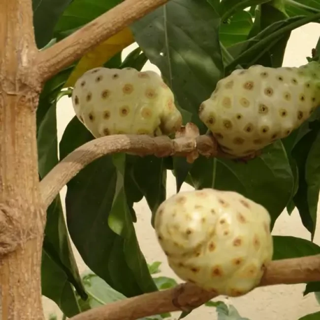 بذر توت هندی 5 عددی 
