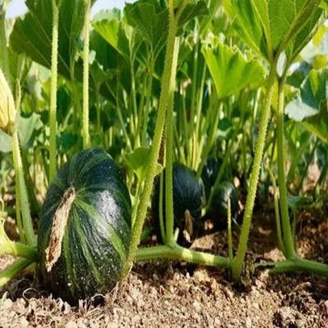 بذر کدو تنبل ژاپنی 5 عددی