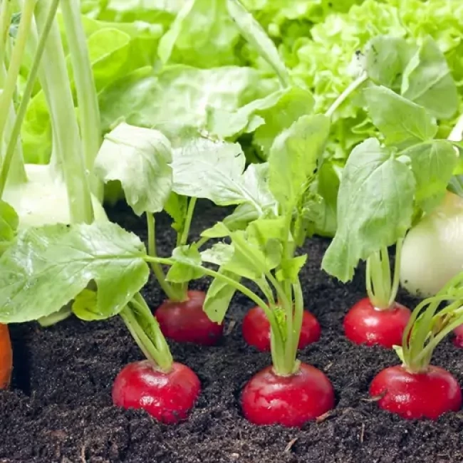 بذر تربچه آلبالویی 20 گرمی