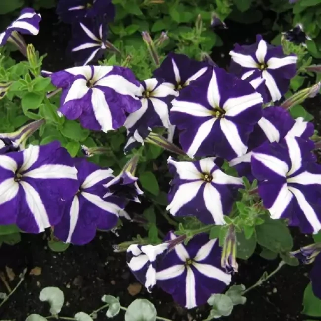 بذر گل اطلسی ستاره ای بنفش و سفید 100 عددی 