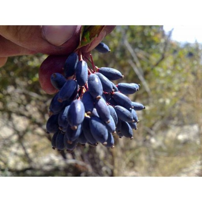 بذر زرشک سیاه 10 عددی 