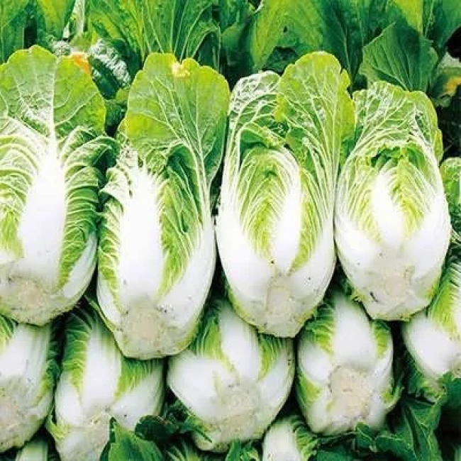 بذر کاهو ژاپنی 20 عددی