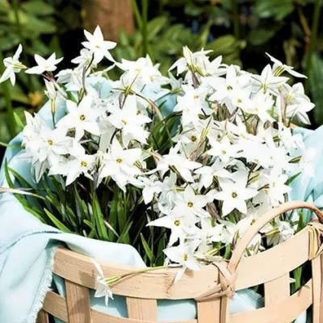 بذر گل ستاره ای پابلند پرگل سفید 1 گرمی