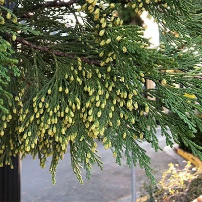 بذر سرو عود 5 عددی