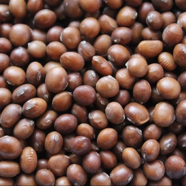 بذر سویا 20 عددی 
