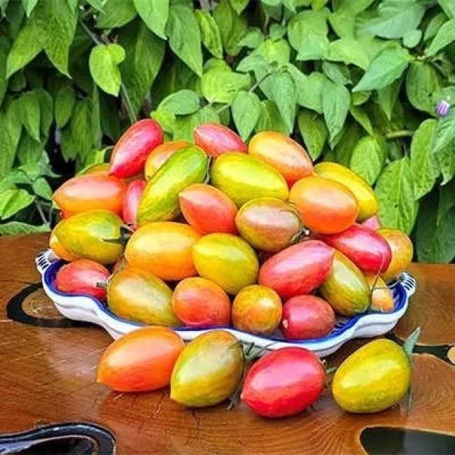 بذر گوجه زیتونی ببری میکس 25 عددی