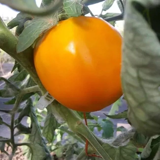 بذر گوجه فرنگی سان ری 10 عددی 