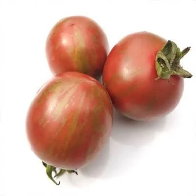 بذر گوجه فرنگی شرابی بوته ای 25 عددی