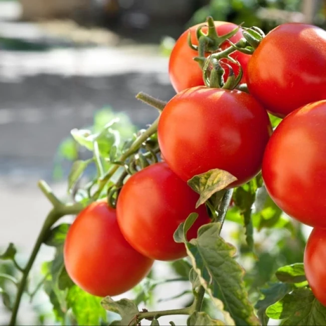 بذر گوجه فرنگی مارگلوبه 10 عددی