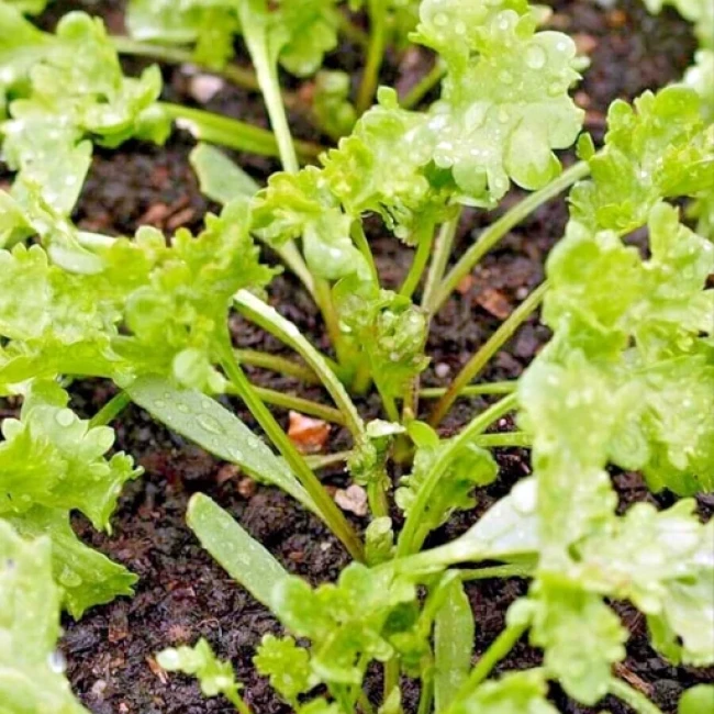بذر شاهی برگ پهن 20 گرم