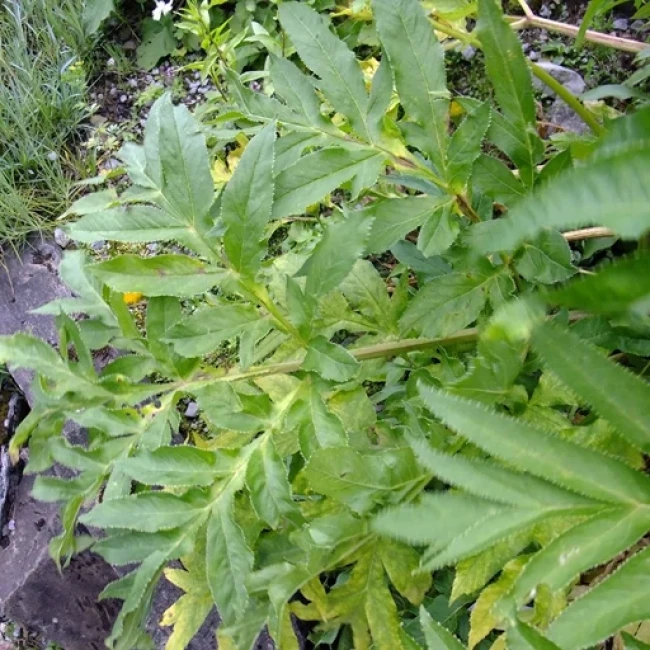 بذر وشا (بیلهر) 1  گرمی