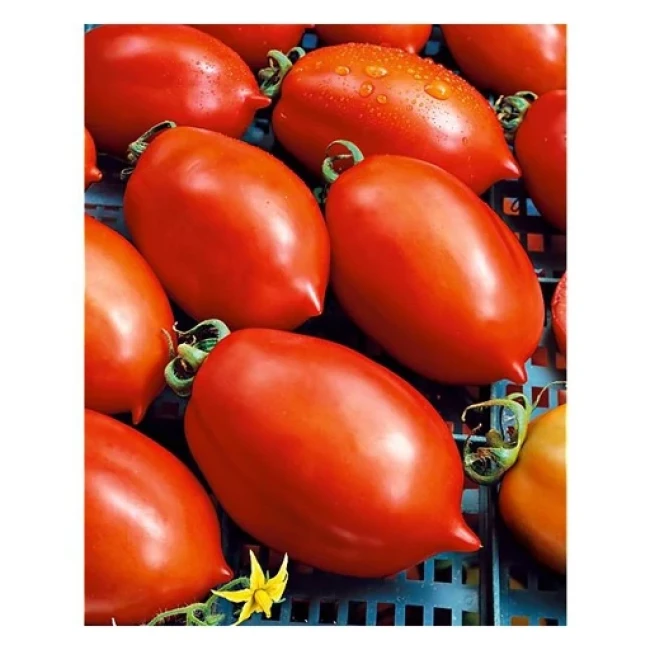 بذر گوجه فرنگی لیمویی قرمز 20 عددی