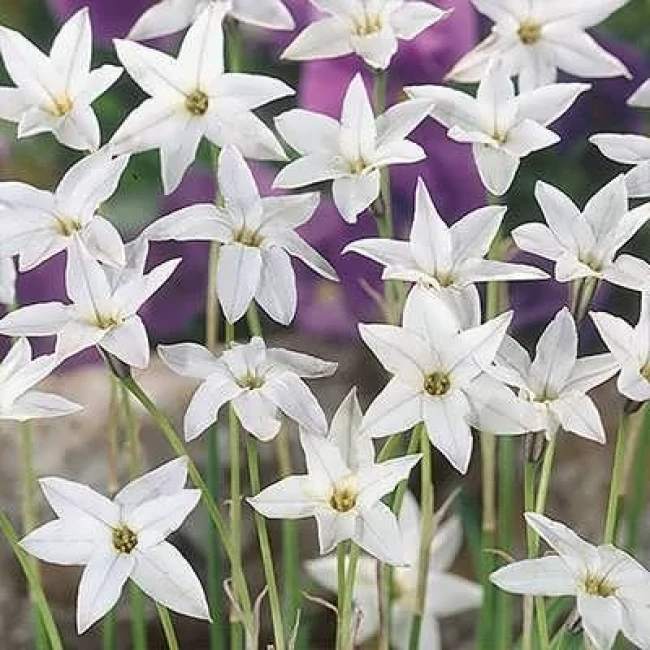 بذر گل ستاره ای پابلند پرگل سفید 1 گرمی