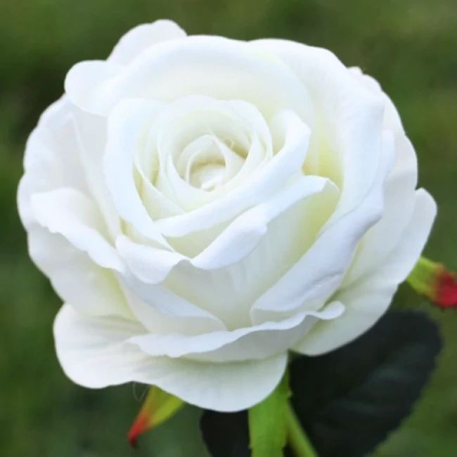 بذر گل رز 11 رنگ میکس 10 عددی 