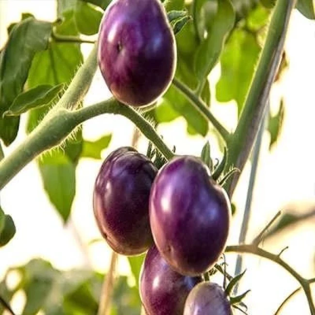 بذر گوجه فرنگی غول پیکر ارغوانی درختی 25 عددی
