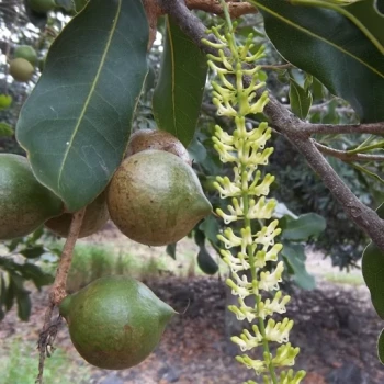 بذر درخت ماکادمیا 2 عددی 