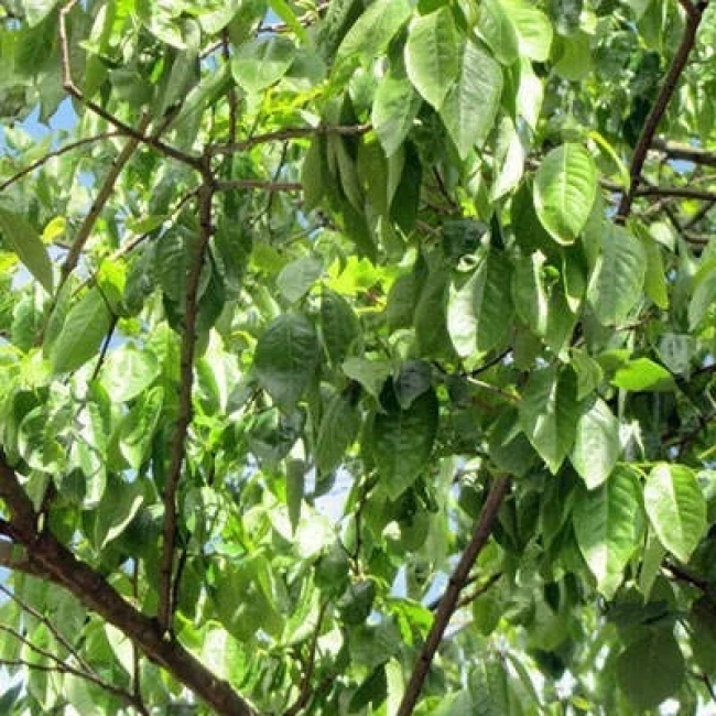 بذر خرمالوی آمریکایی 3 عددی