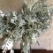 بذر گل ابری نقره ای 1 گرم 