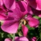 بذر گل نخودی 10 عددی