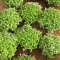 بذر ریحان بوته ای کوتوله یونانی50 عددی