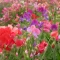 بذر گل نخودی 10 عددی