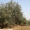 بذر درخت بنه 20 عددی 