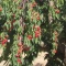 بذر درخت زغال اخته 10 عددی 
