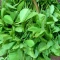 بذر شنبلیله اردستانی 20 گرم