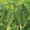 بذر خیار دستگردی اصفهانی 20 عددی 
