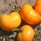 بذر گوجه فرنگی غول پیکر پرتغالی درختی 15 عددی