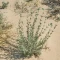بذر مریم نخودی طناز (کلپوره) 1 گرم 