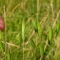 بذر جو دوسر زراعی 100 گرم