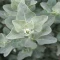 بذر سلمکی بوته ای 10 عددی