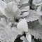 بذر گل ابری نقره ای 1 گرم 